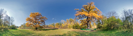 Панорамы 600-летнего дуба